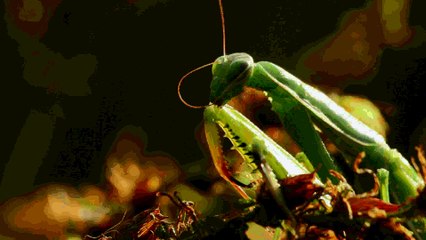 Mante religieuse émeraude et or