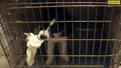 Most Intelligent Dog in the World