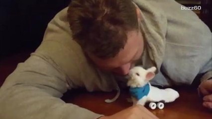 Paralyzed bunny zips around on new skateboard wheelchair