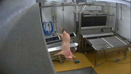 Un abattoir du Gard fermé après la diffusion d'une vidéo montrant des mauvais traitements