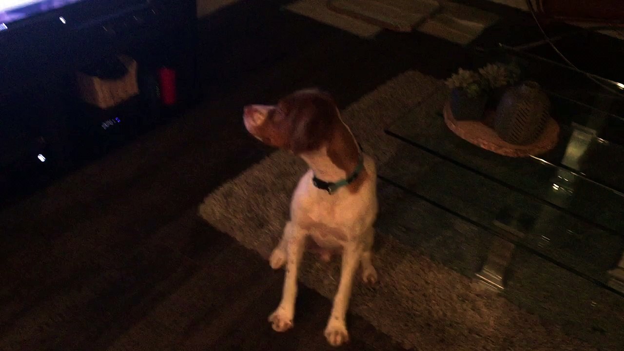 Brittany Spaniel Dog being derp
