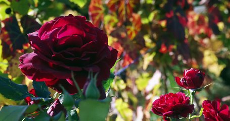 Le Beaujolais _ Destination Surprises