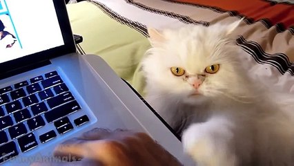 Cute Cats Demands Petting Compilation