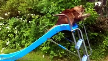 Cute Kittens and Cats on a Slides
