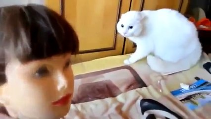 funny cat videos that will make you laugh so hard you cry for kids