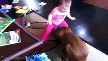 Funny Babies Annoying Cats and Dogs Compilation