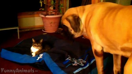 Funny Cat Stealing Dogs Beds Compilation