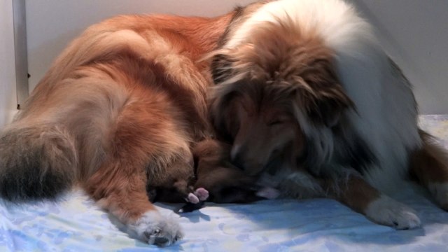 chiots colleys des STUARTS DE BOISBELLE