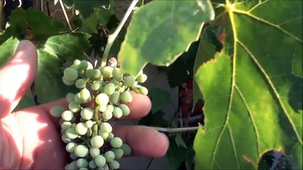 Can you GROW GRAPES in the DESERT-