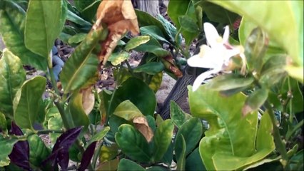 Cutting Open an Organic Lisbon Lemon Fresh from the Tree