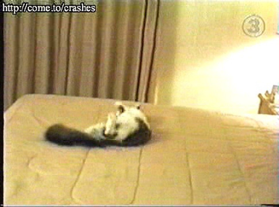 cat 1
