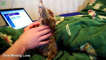 Смешные маленькие экзотические животные