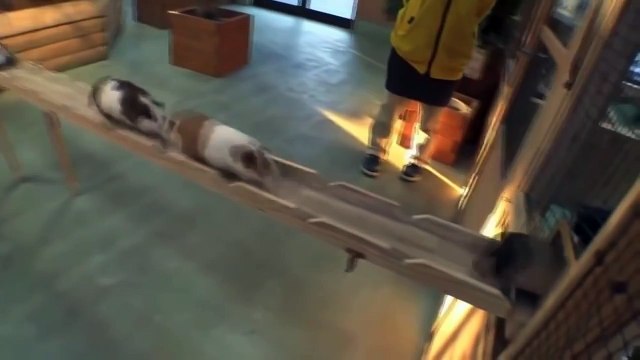 Смешные морские свинки, забавное видео