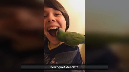 Попугай стоматолог помог мальчику удалить зуб