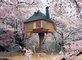 Na jednom drvetu u Japanu smjestena je kuca koja izgleda kao iz bajke