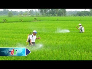 Thí điểm thuốc bảo vệ thực vật nguyên tắc 4 đúng | HDTV