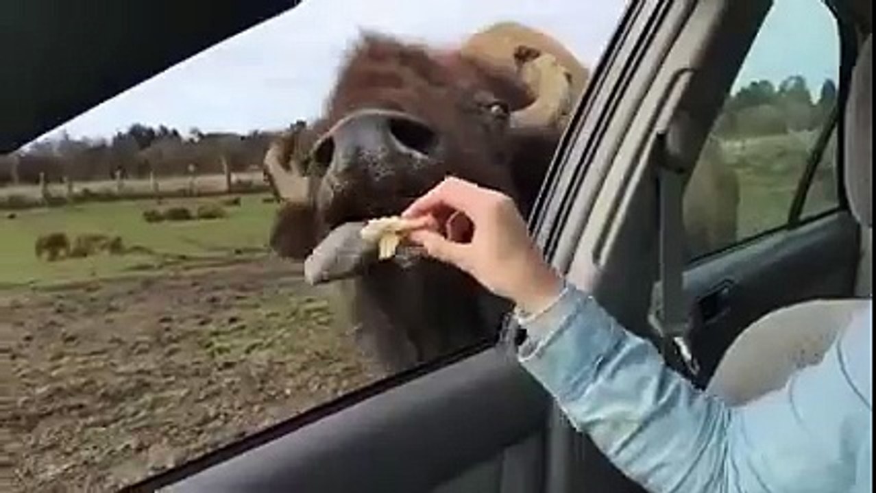 Thanks for the food . Can i have a kiss now  HaHaHa  Funny Videos 2015