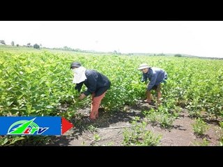 Trồng dâu nuôi tằm: Kinh phí ít, lãi "khủng" | LTV