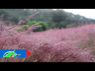 Đồi cỏ hồng "say" lòng du khách | LTV