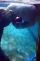 Polar bear playing underwater basketball  Funny Videos 2016