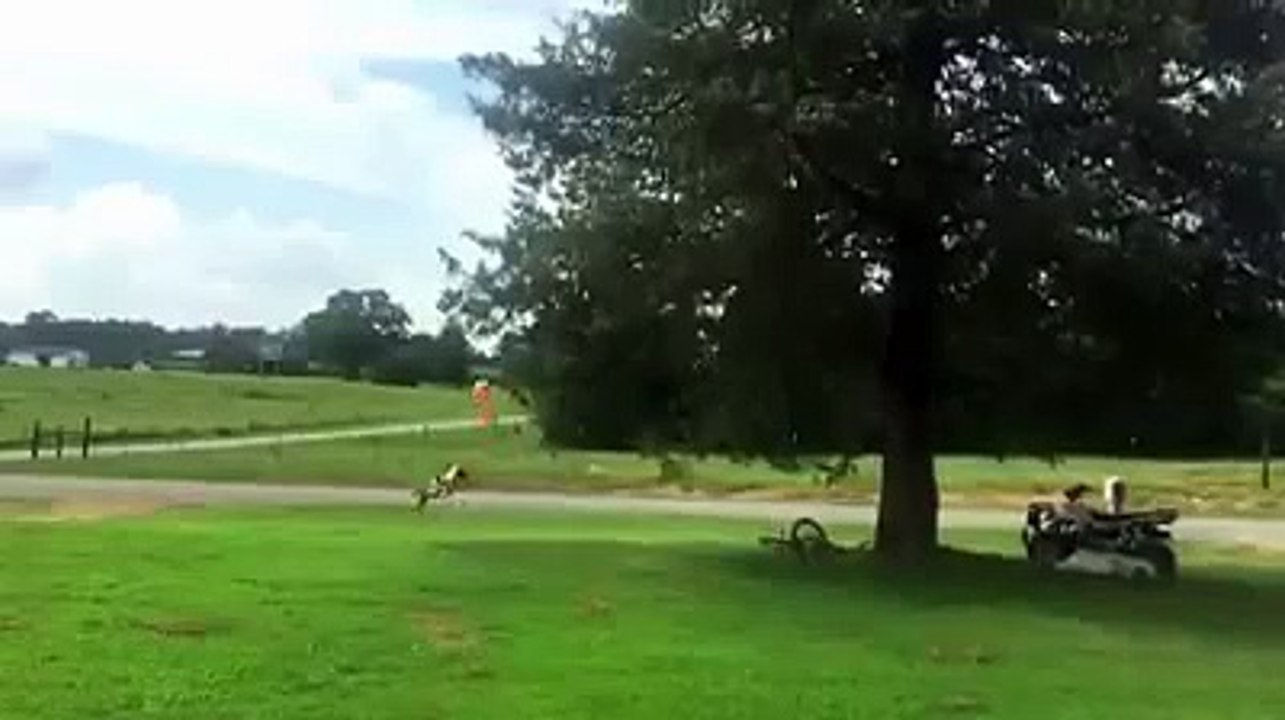 This dog don't let the balloon touch the ground  Funny Videos 2015