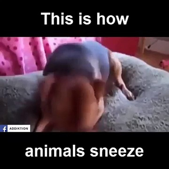 This is how animals sneeze !  Funny Videos 2015