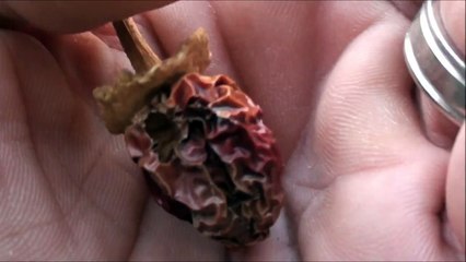 Dried Jalapeno Pepper - Natural Garden Art