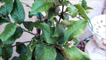 First signs of blossoms on the Eureka citrus lemon tree