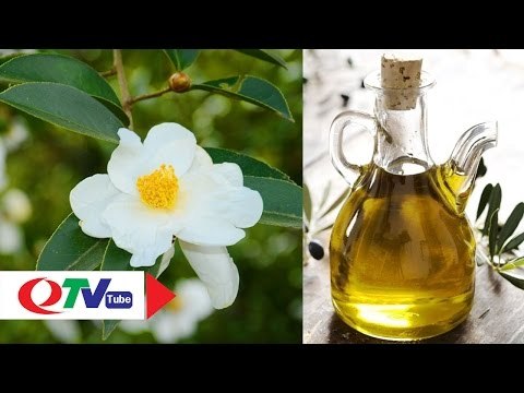 Đến Bình Liêu khám phá cách làm dầu Sở | QTV