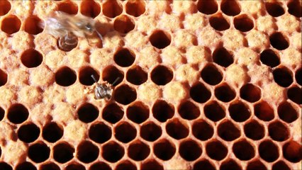 Naissance d'une abeille