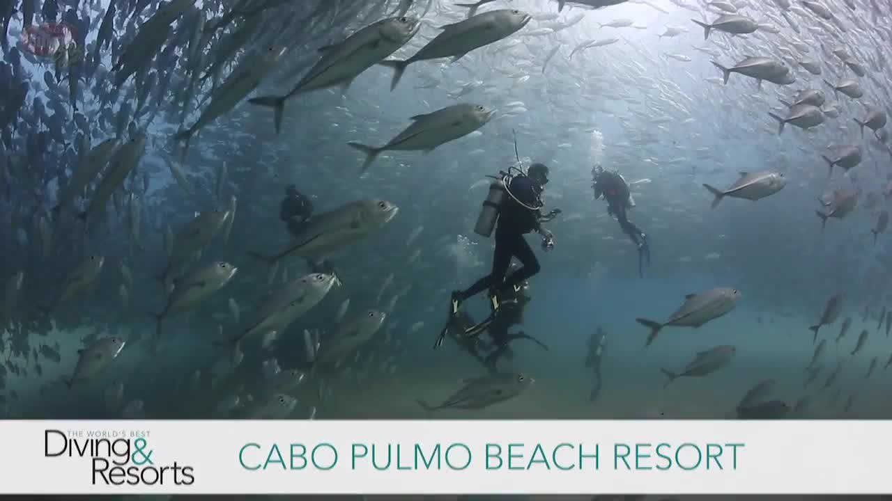 World's Best Diving & Resorts Cabo Pulmo Resort video Dailymotion