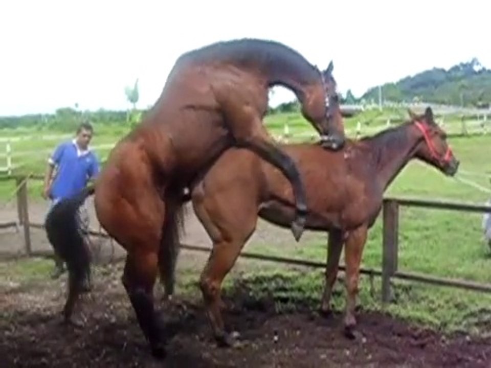 Caballos Apareandose