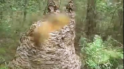 L'ALVEARE PIÙ GRANDE DEL MONDO