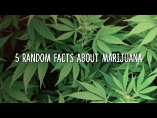 5 Random Facts About Marijuana!