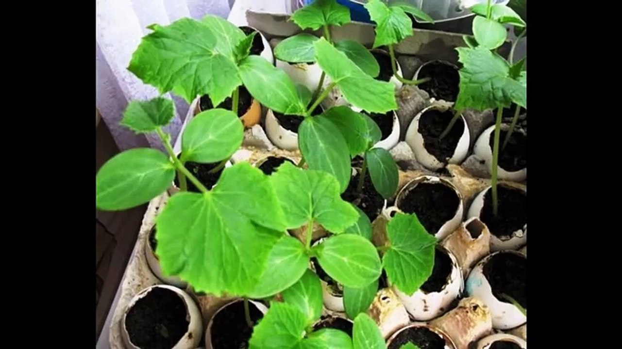 Растения в яичной скорлупе