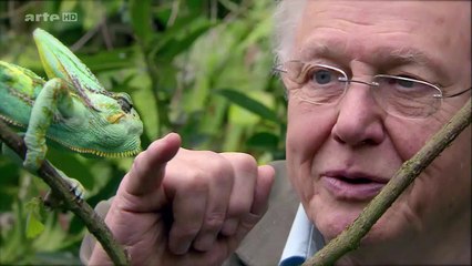 Curiosités Animales: Le Zèbre & Le Papillon