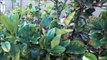 Growing a Lemon Tree for Food - Lisbon Lemon Citrus Tree UPDATE