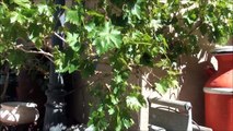 Growing GRAPES in Arizona - Grapes forming clusters in late March