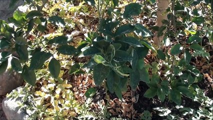 Timely Harvest of Organic Watermelon