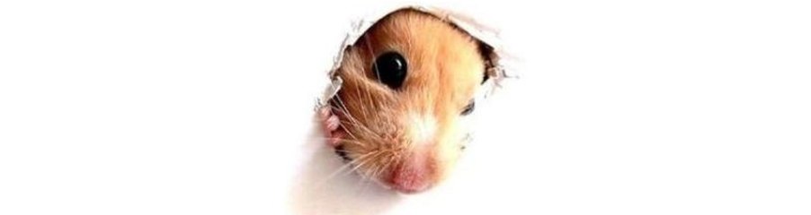 Весёлые белки в режиме 360