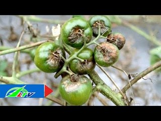Bí quyết "đối phó" với bệnh châm kim ở cà chua | LTV