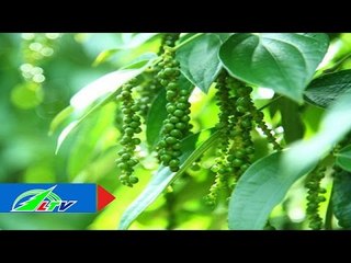 Rệp sáp - Hồ tiêu: "Mối thù" không chung trời | LTV
