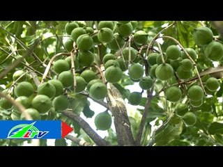 Trồng mắc ca ghép, thu lãi suất "kép" | LTV