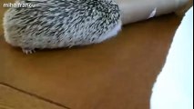 Cute And Funny Hedgehog Videos Compilation 2014 [NEW]