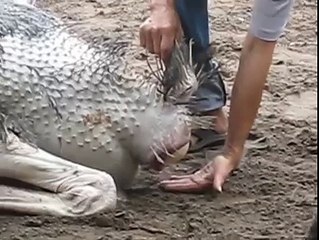 Ostrich laying an egg