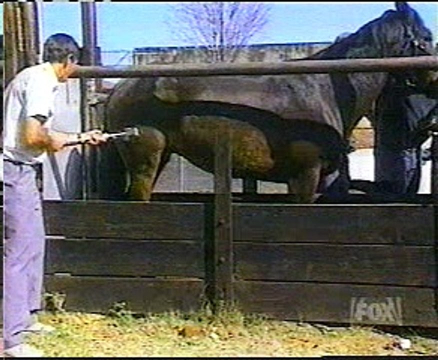 Horse KICK