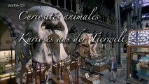 Curiosités Animales: L'éléphant & Le Rat-Taupe Nu