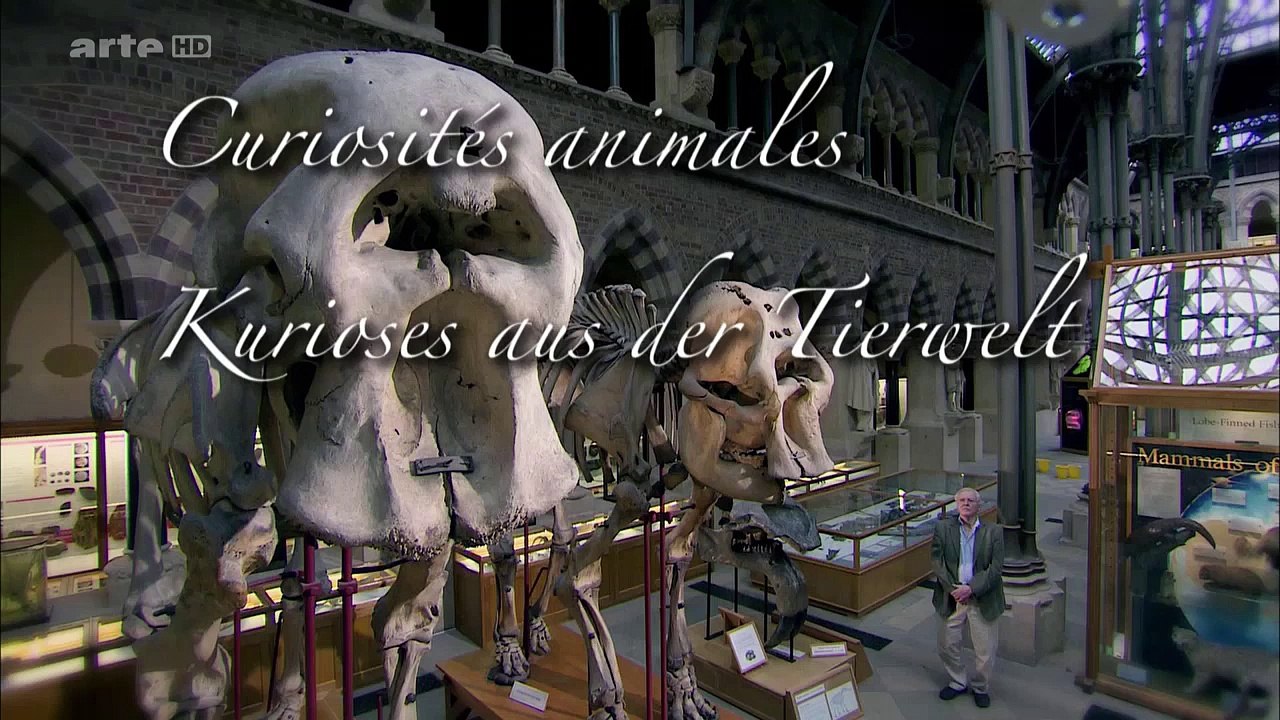 Curiosités Animales: L'éléphant & Le Rat-Taupe Nu