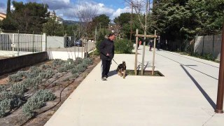 Education canine La Ciotat en milieu urbain initiation au bloquage dans le rappel