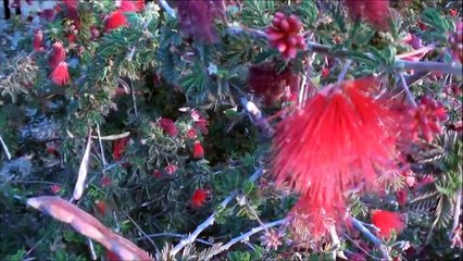 Assessing Plant Health: Is This Normal?